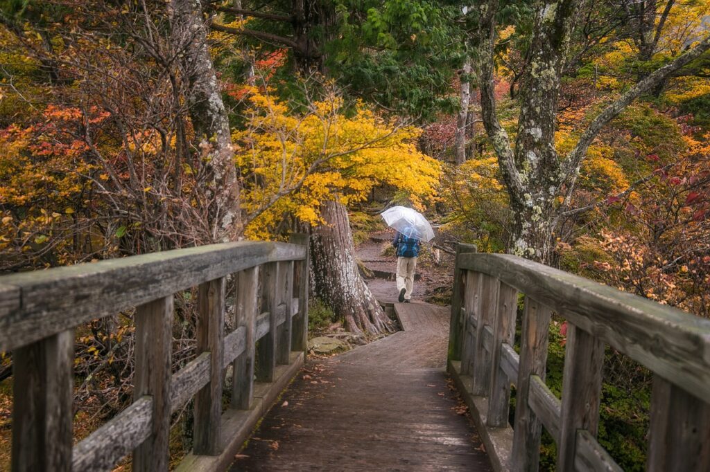 bridge, forest, trees, leaves, foliage, umbrella, person, nature, bridge, bridge, bridge, bridge, bridge, umbrella, umbrella