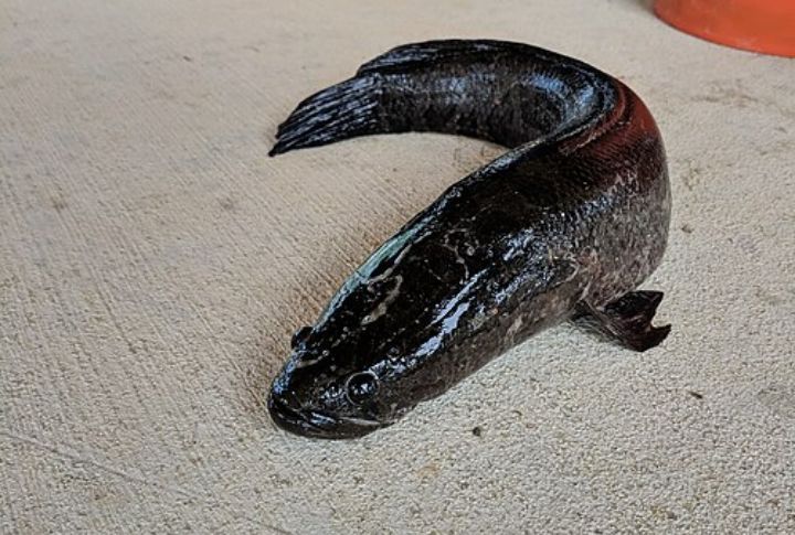 Can Travel Over A Quarter-Mile On Land
