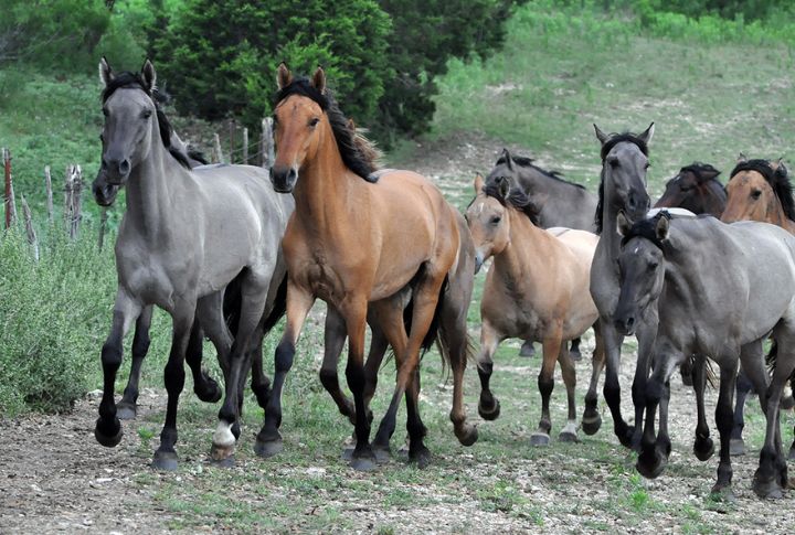 Oregon: Kiger Mustangs