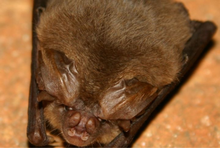Ozark Big-Eared Bat