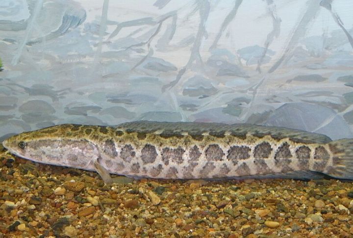 Top-Level Predator With A Few Natural Enemies
