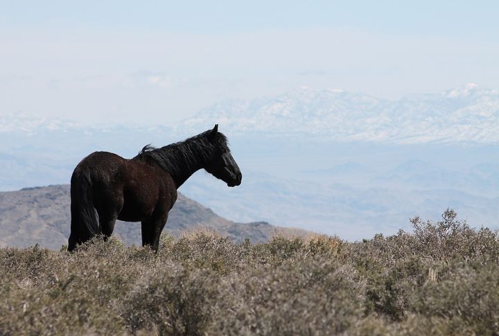 Nevada: Cold Creek Mustangs