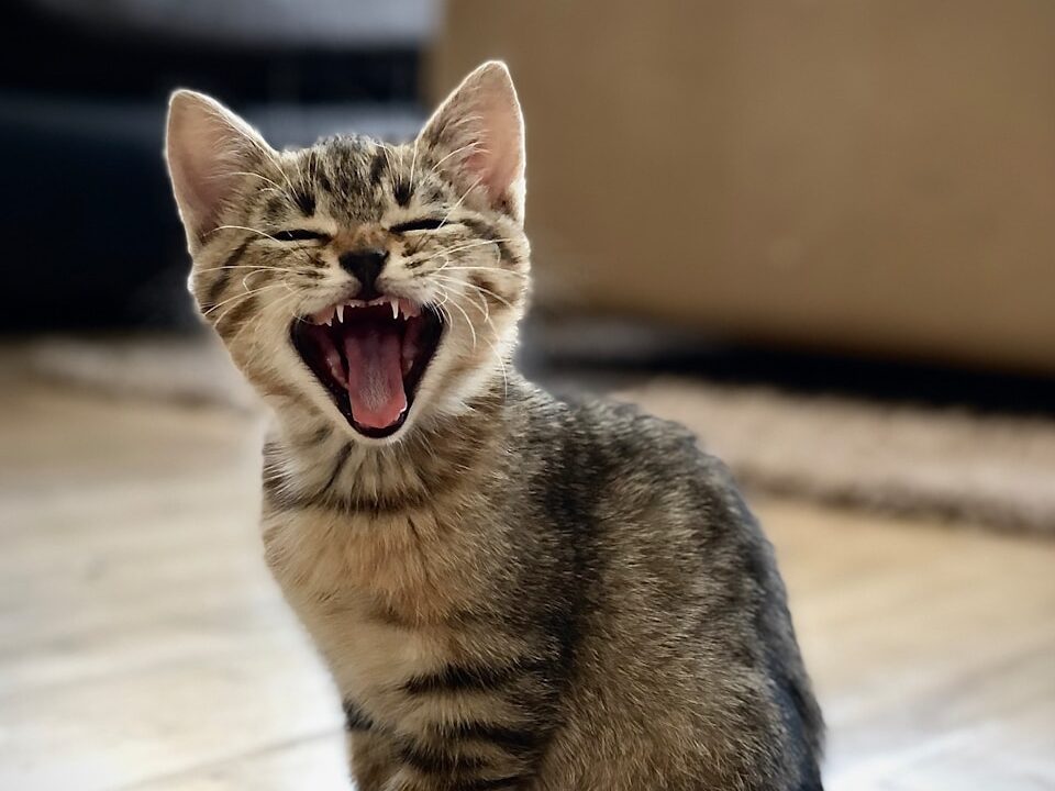 silver tabby kitten on floor