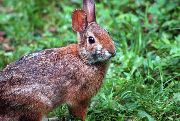 Appalachian Cottontail