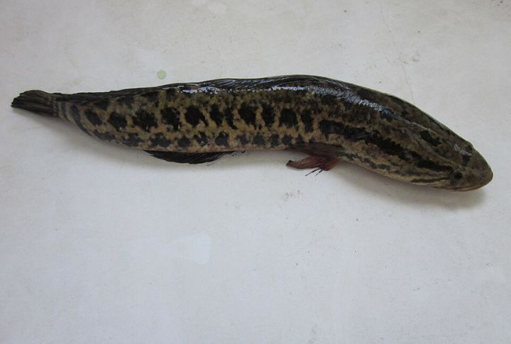 Some Grow Over Three Feet Long
