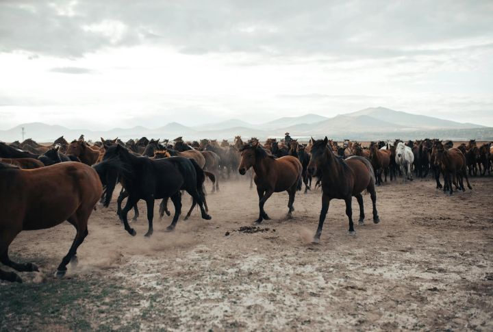 New Mexico: Bordo Atravesado Mustangs