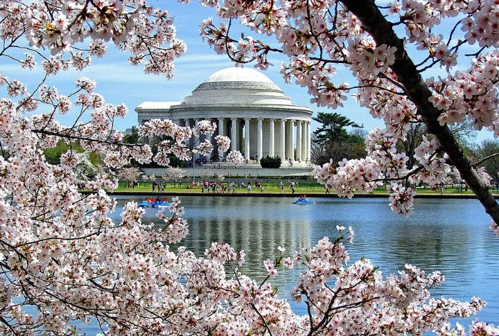 Explore The National Mall During Cherry Blossom Season