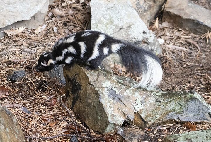 Eastern Spotted Skunk