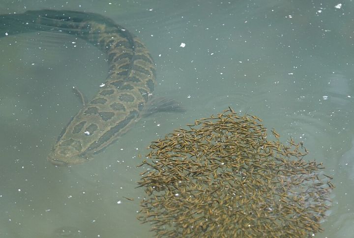 First U.S. Sightings Came From Maryland In 2002