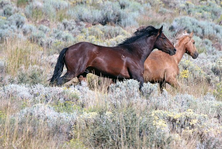 California: Twin Peaks Mustangs