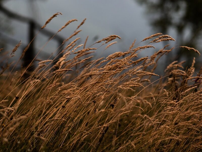 brown grass field during daytime