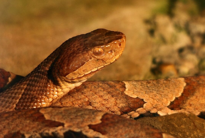 Virginia: 217 Snakebites Per Year