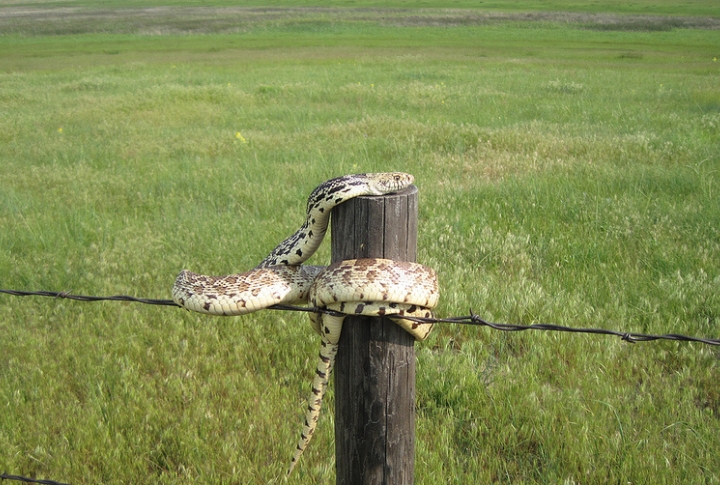 Lifespan And Longevity In The Wild