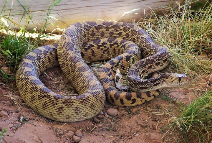 Size And Sexual Dimorphism