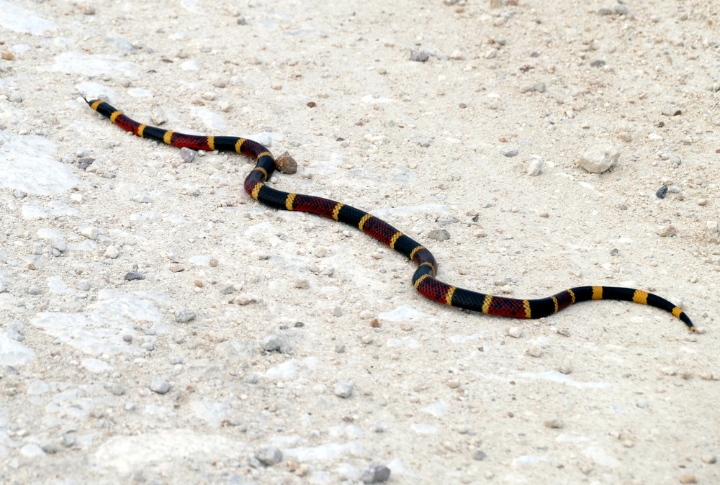 Texas: 1,408 Snakebites Per Year