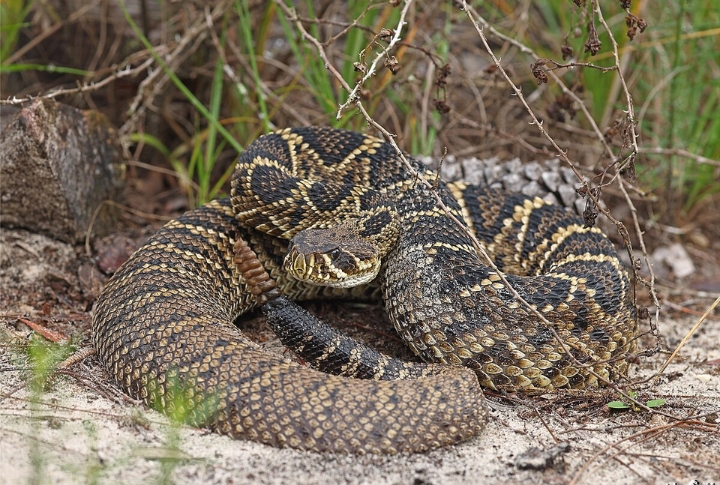 Florida: 350 Snakebites Per Year