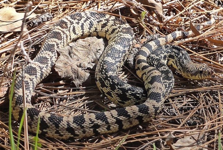 Louisiana: 334 Snakebites Per Year