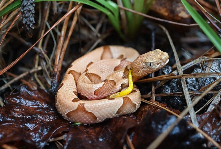 Mississippi: 236 Snakebites Per Year