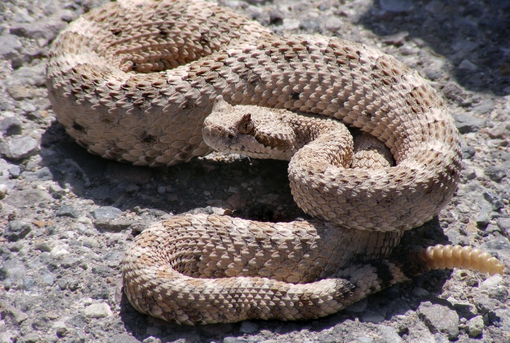 California: 221 Snakebites Per Year