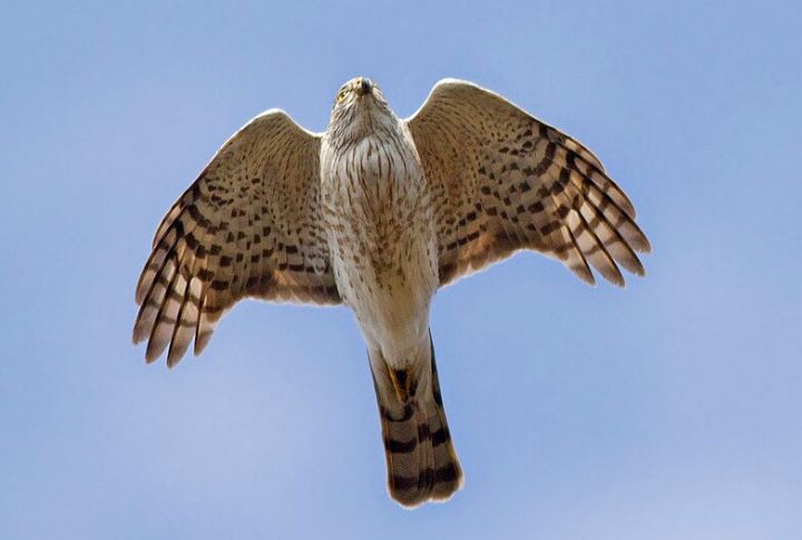 Sharp-Shinned Hawk