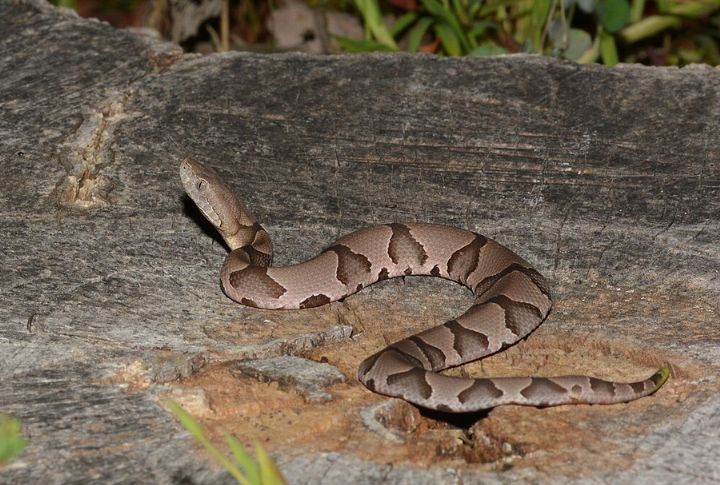 Missouri: 234 Snakebites Per Year