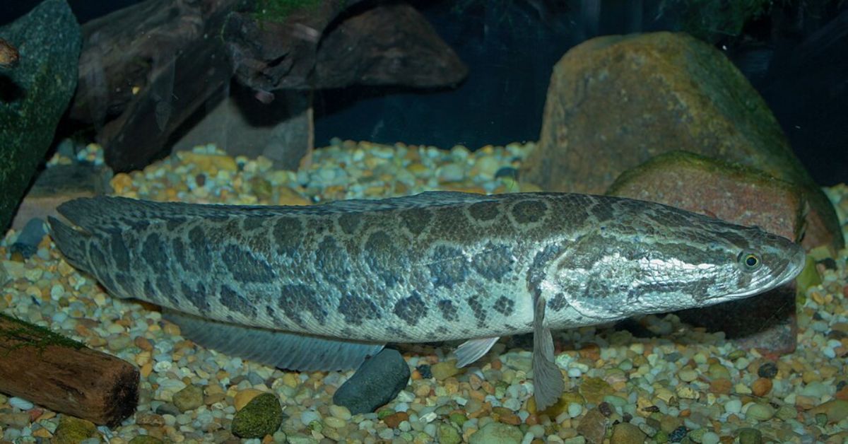 Shell Black Fish Invasive 10 Alarming Facts About America’s Most Invasive Fish - Worthly