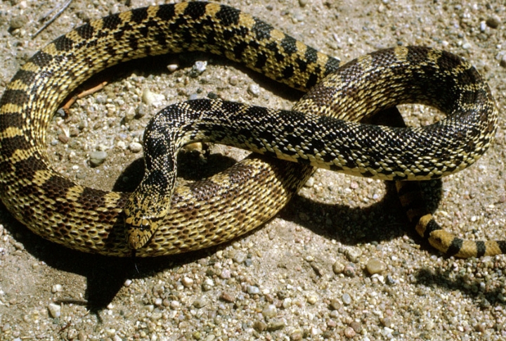 Montana’s Largest Snake Species