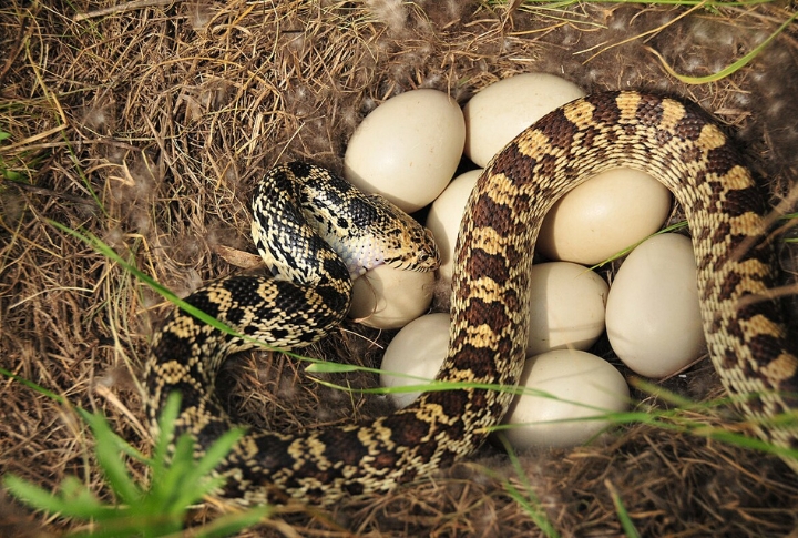 Rodent Control Champions