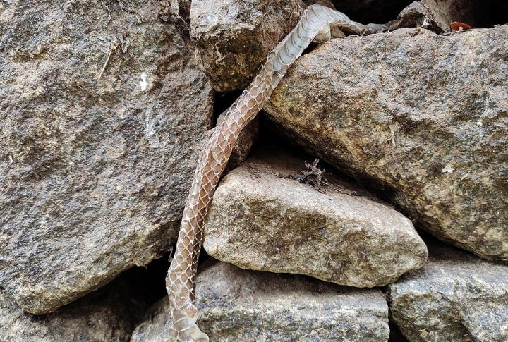 Molting And Growth Patterns