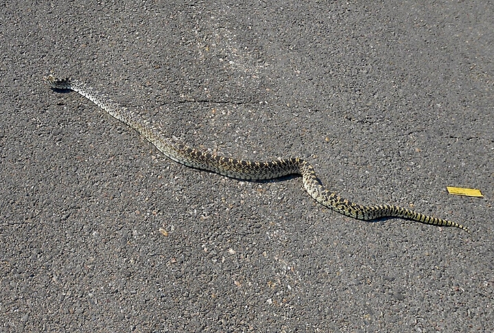 Montana’s Seasonal Sightings