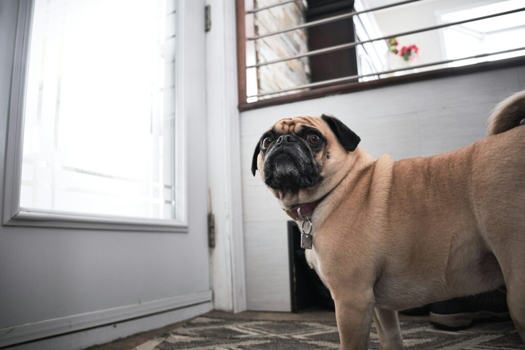short-coated pawn pug near glass window inside room