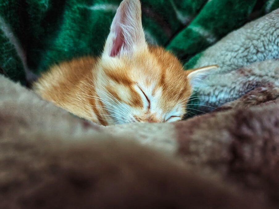 an orange and white kitten sleeping on a blanket