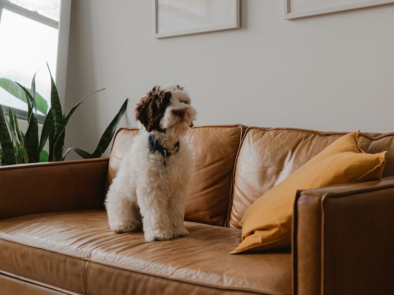 white and brown long coated dog on brown couch