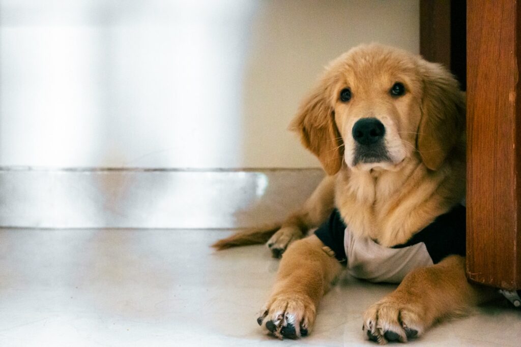 brown short coated dog lying on floor
