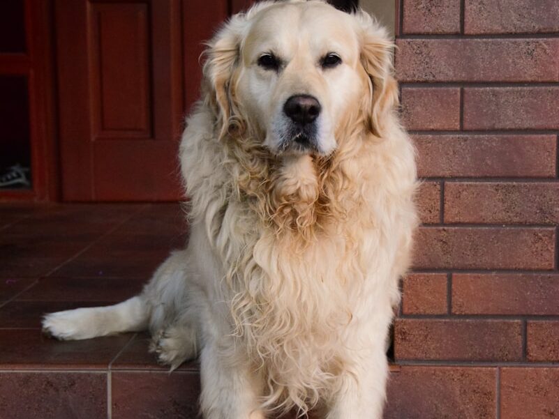 yellow labrador retriever lying on brown and red floor tiles