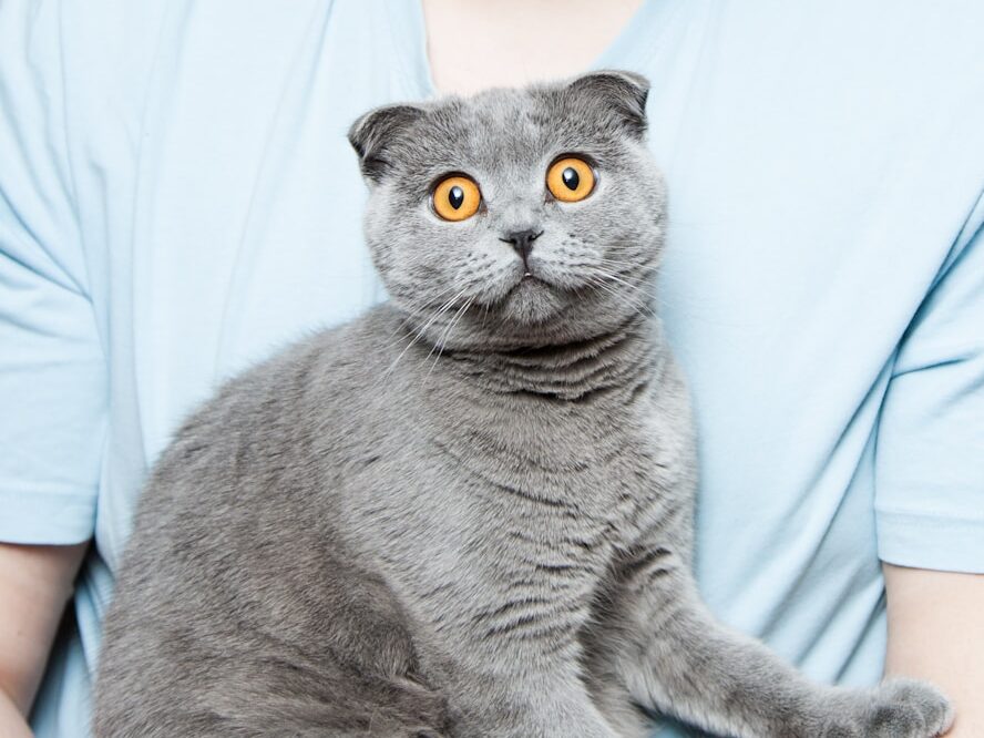 gray cat