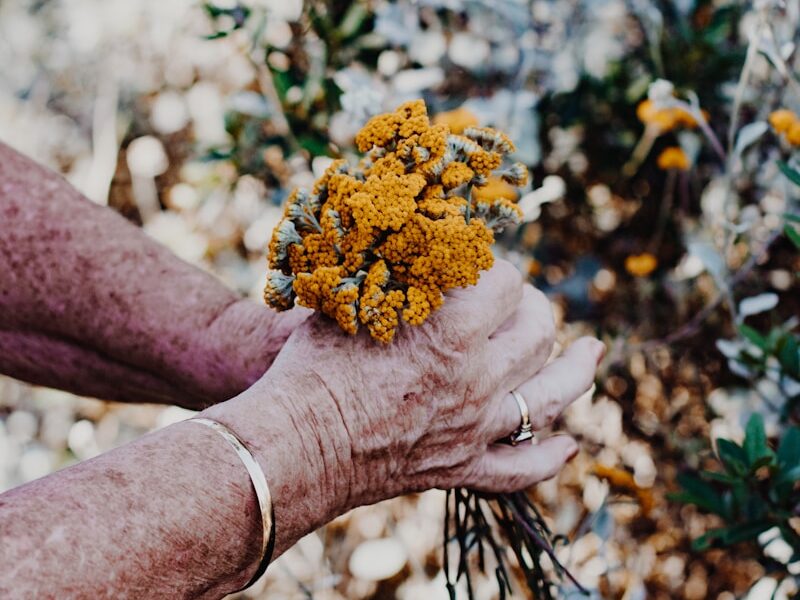 person holding yellow flowers during daytime