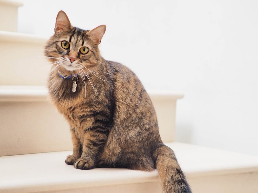 brown tabby cat on white stairs