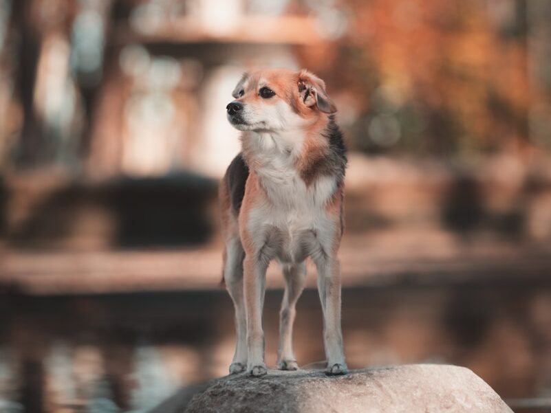 a small dog standing on top of a rock