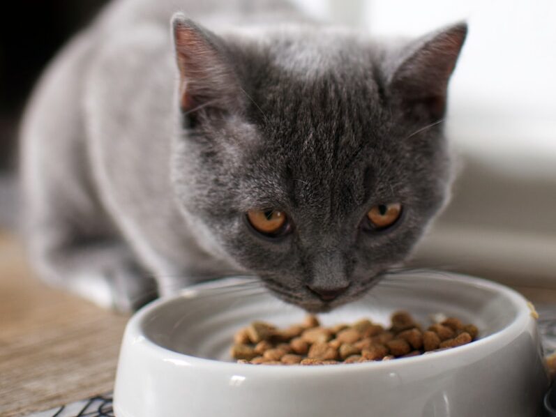 russian blue cat on brown wooden table