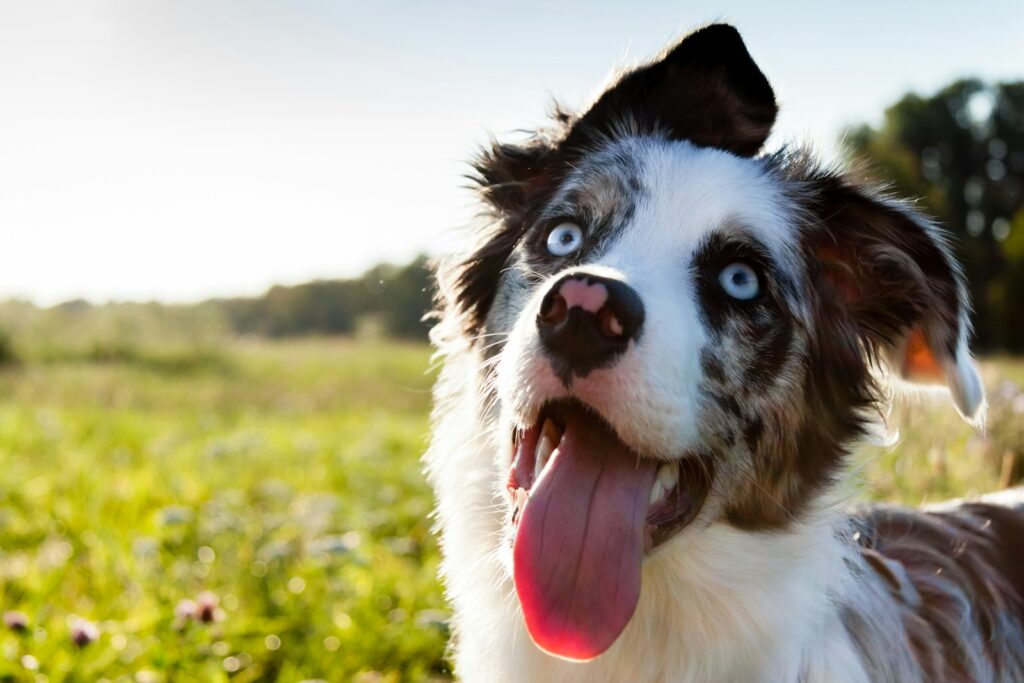 a close up of a dog with its tongue out
