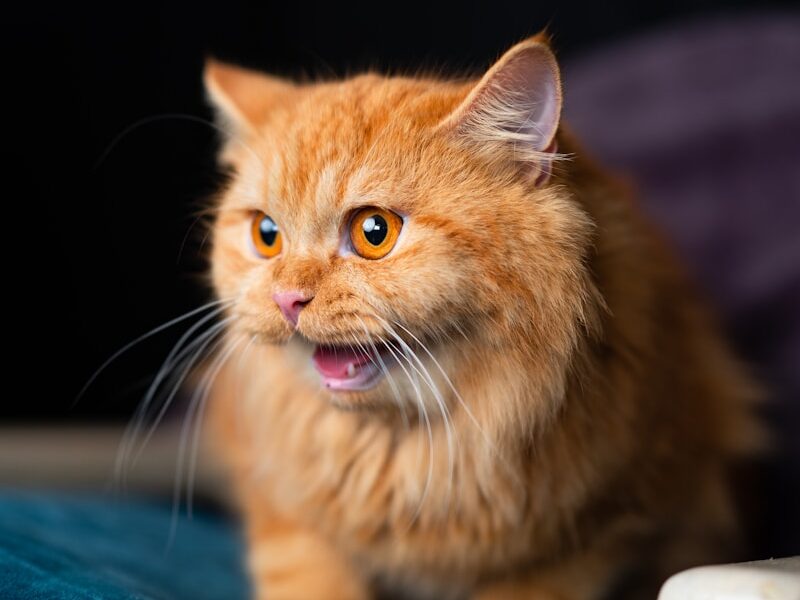 a cat with its mouth open