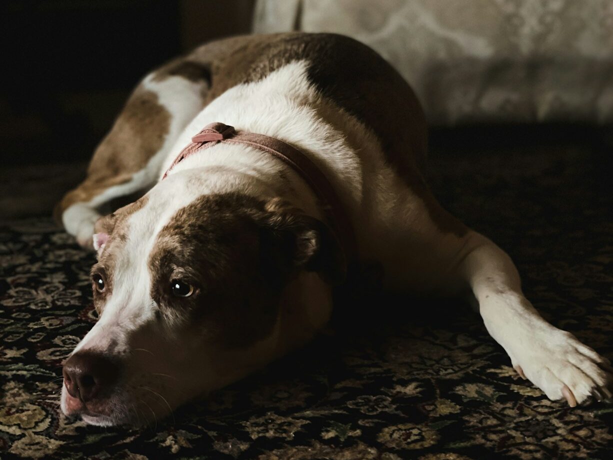 a dog lying on the floor