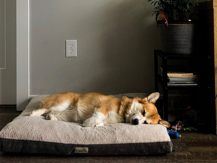 short-coated white and brown dog lying on pet bed