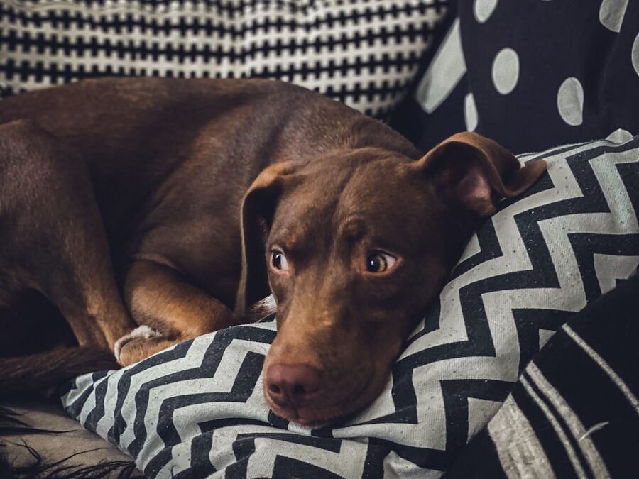 brown short coated dog lying on white and black textile