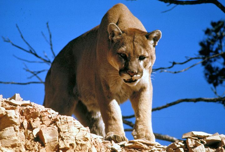 These 10 States Are Seeing A Rise In Cougar Activity