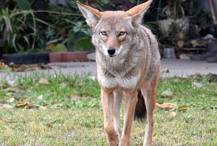 Wild Coyotes Are Expanding Across These 10 U.S. States