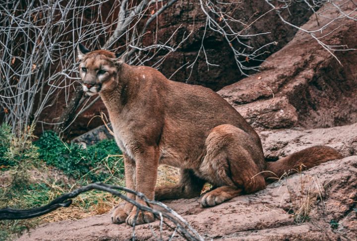 Mountain Lion (Cougar)