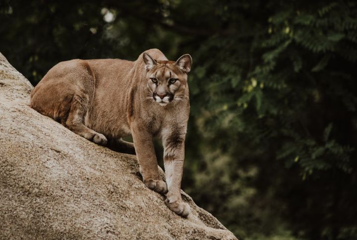 The Wildest States To Spot A Mountain Lion In The U.S.