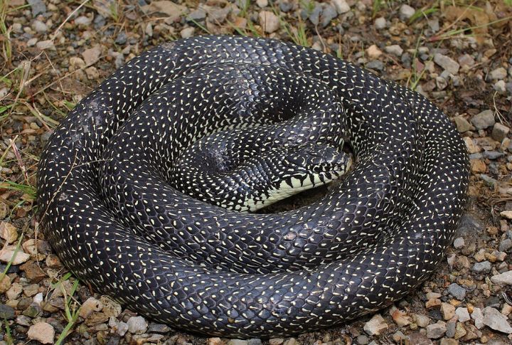 Speckled Kingsnake